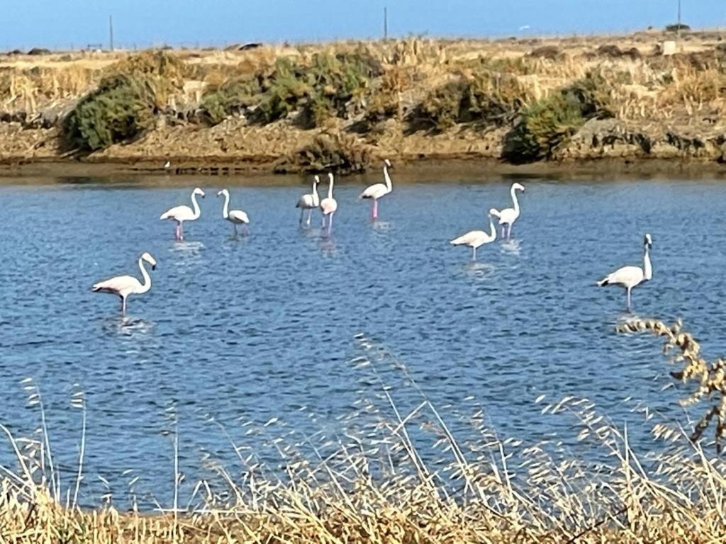 Fuseta Holiday House מראה חיצוני תמונה